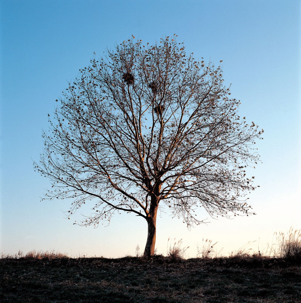 Similar – Lonely Tree II Loneliness