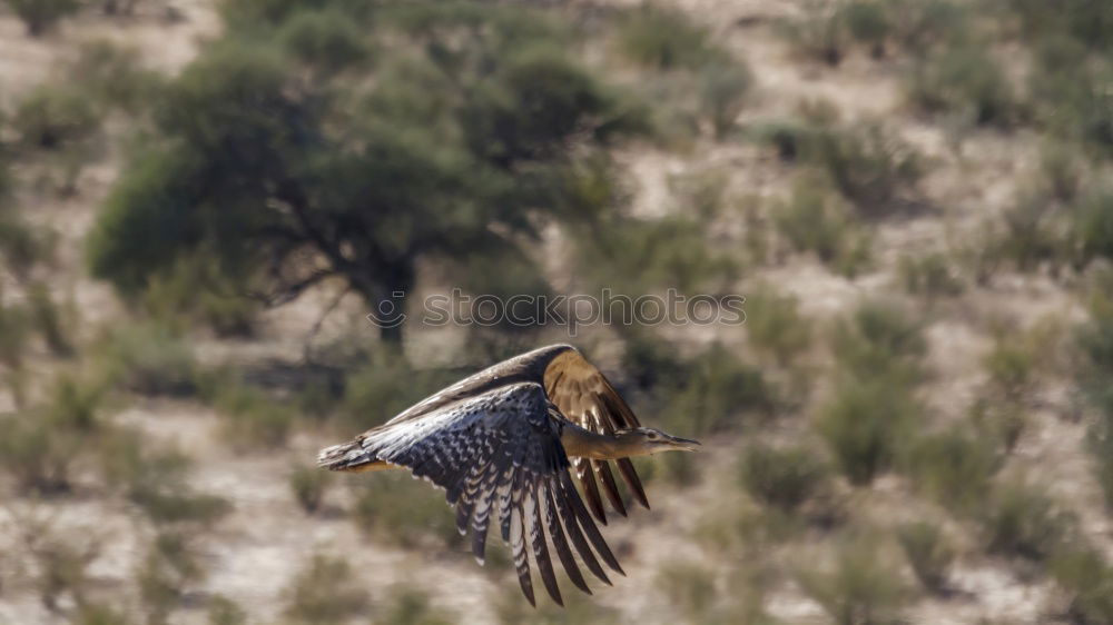 Similar – Image, Stock Photo touch down Nature Animal