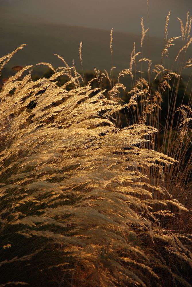 Similar – Image, Stock Photo spike Plant Summer Grass