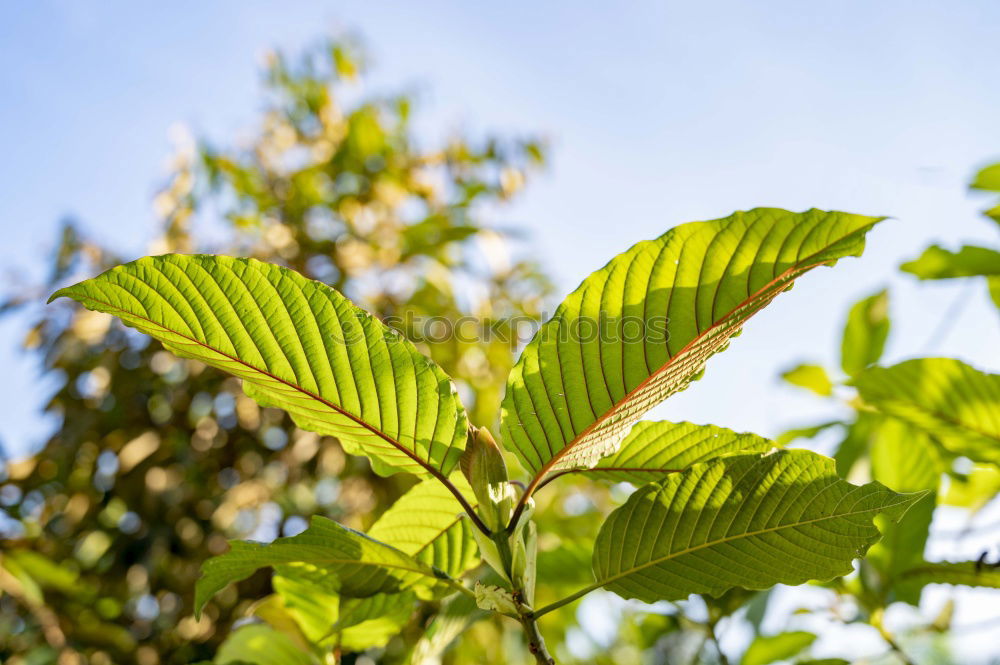 Similar – Image, Stock Photo Excessive Spring V Leaf