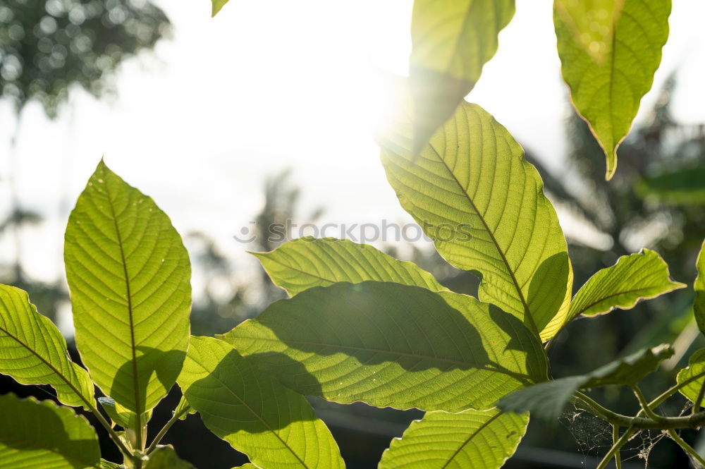 Similar – Image, Stock Photo Excessive Spring V Leaf