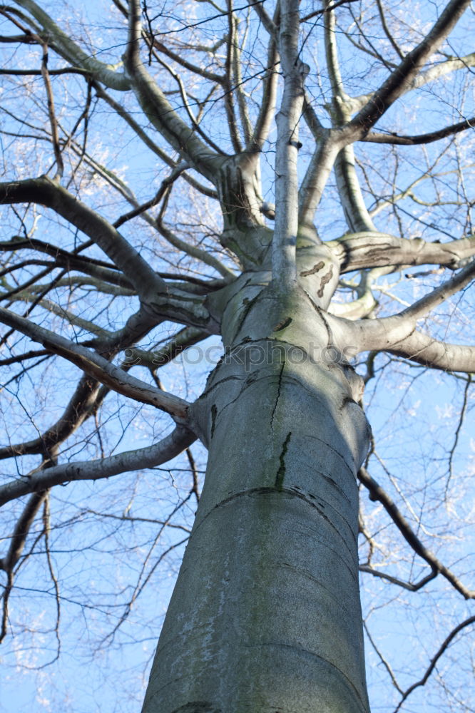 Similar – TREE CROWN Tree Fork