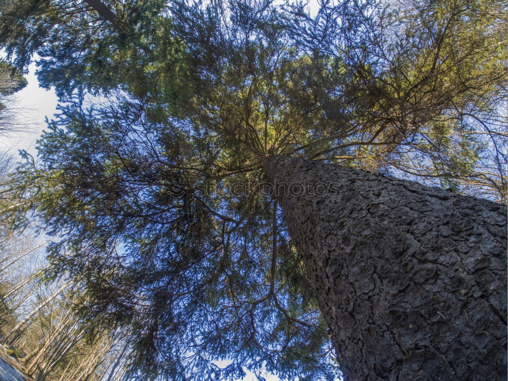 upward Tree Forest