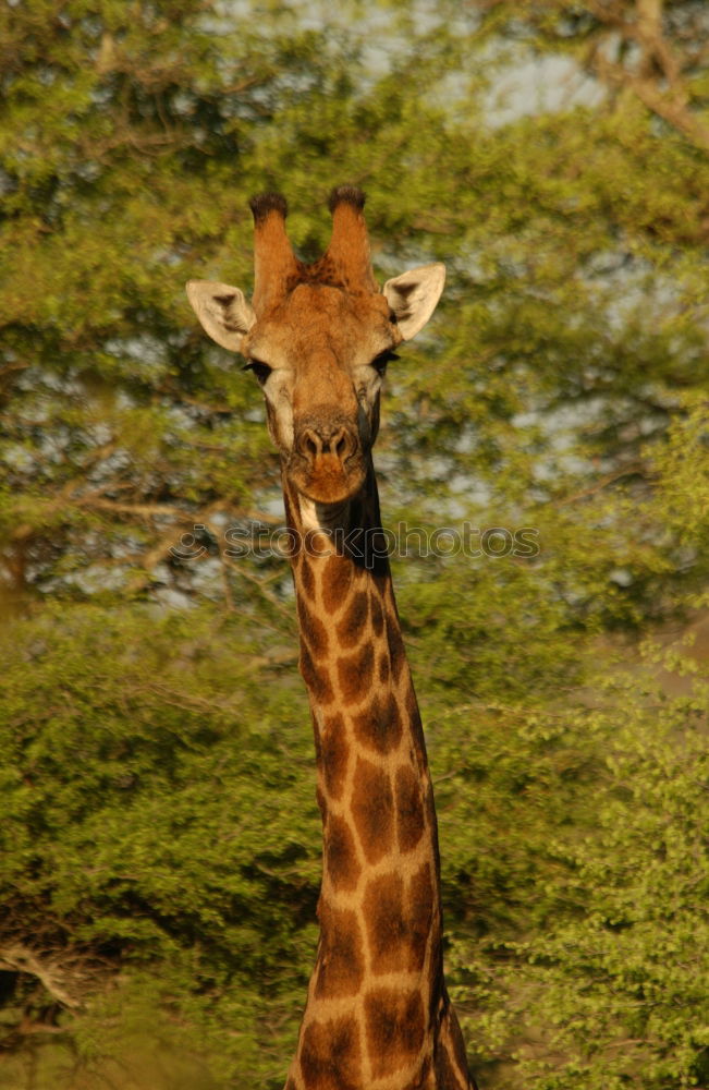 Similar – Giraffe portrait over brick wall close up