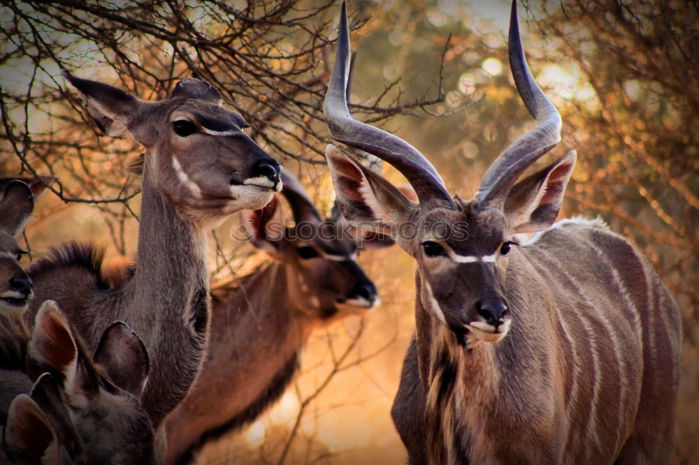 Similar – Bambi Roe deer Enclosure