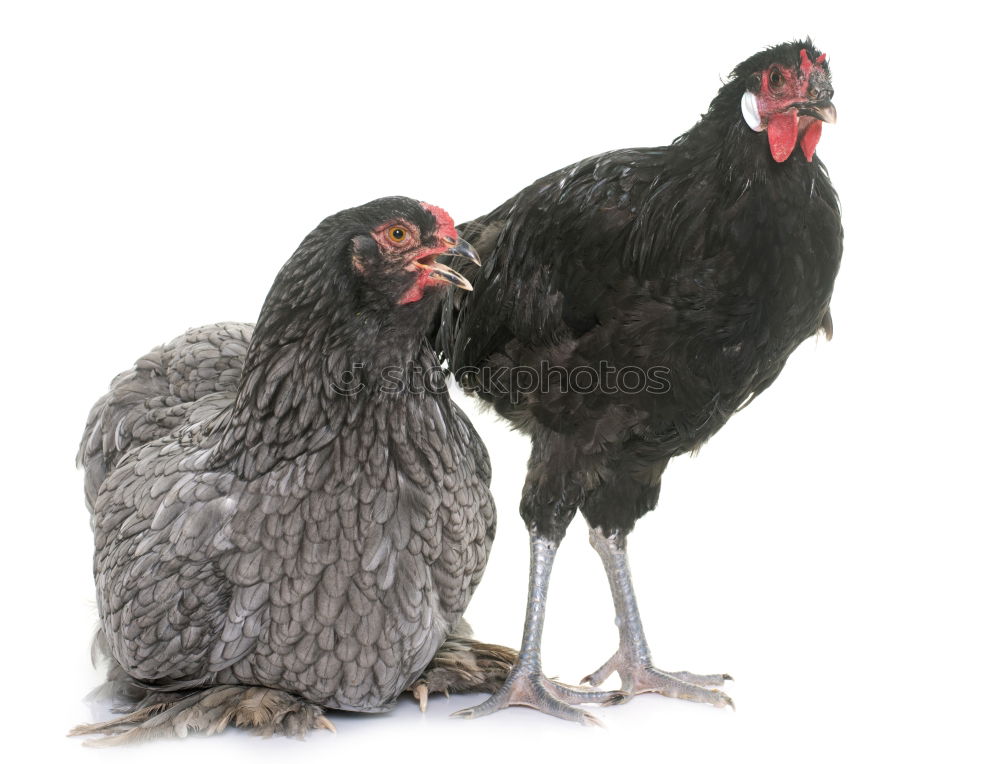 Similar – Image, Stock Photo two white turkeys strolling on a farm