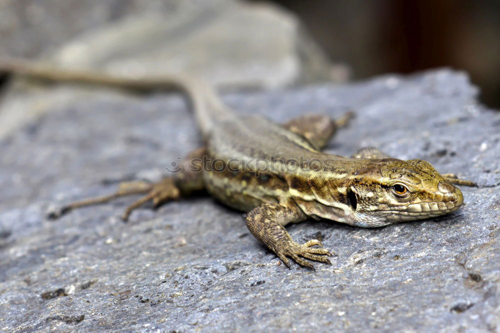 Similar – Image, Stock Photo small forest lizard sunbathing on a warm wooden bench