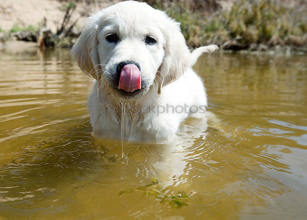 Similar – Image, Stock Photo Water rat II Dog Animal