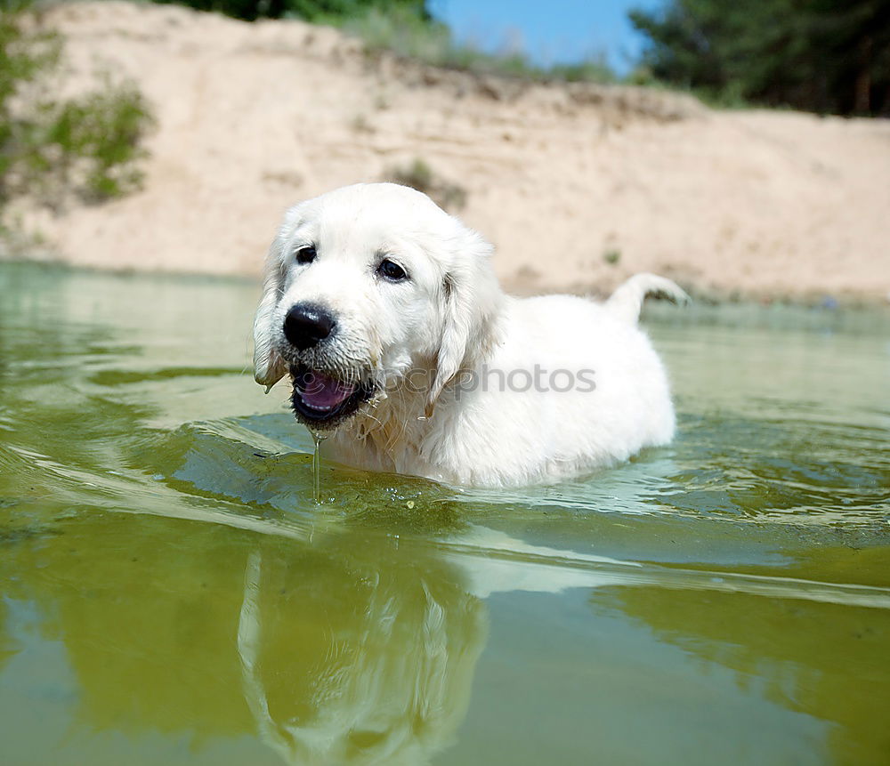 Similar – Image, Stock Photo Water rat II Dog Animal