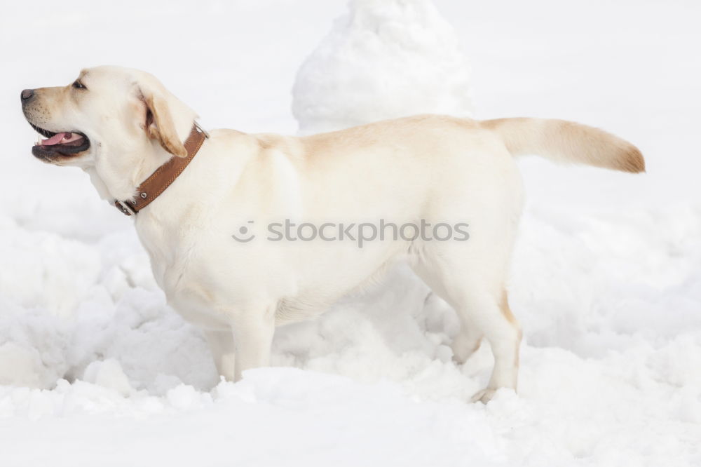 Similar – my happy dog :-)) Joy