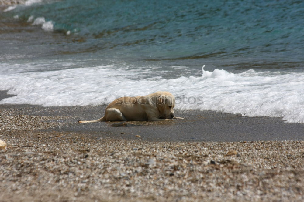 Similar – Image, Stock Photo tired Environment Nature