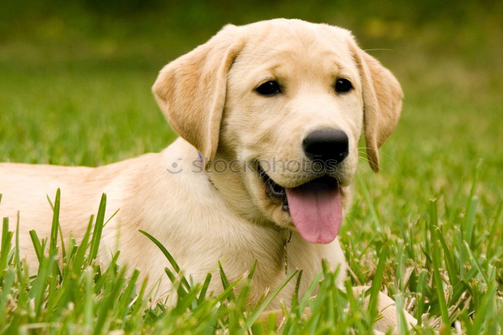 Similar – Golden retriever smiling at camera