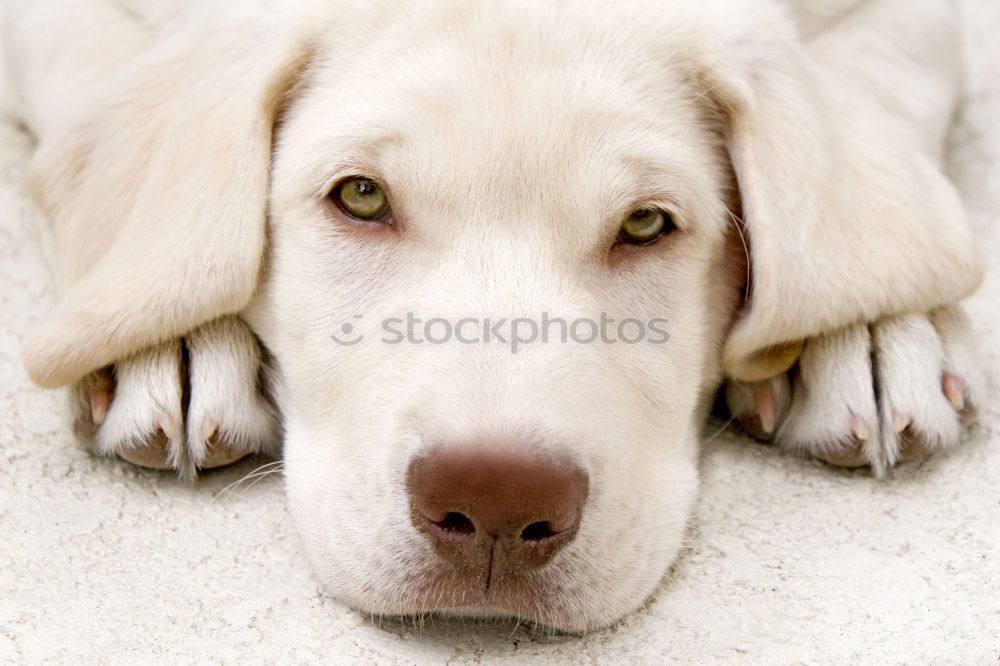 Similar – doggie eyes Animal Pet Dog