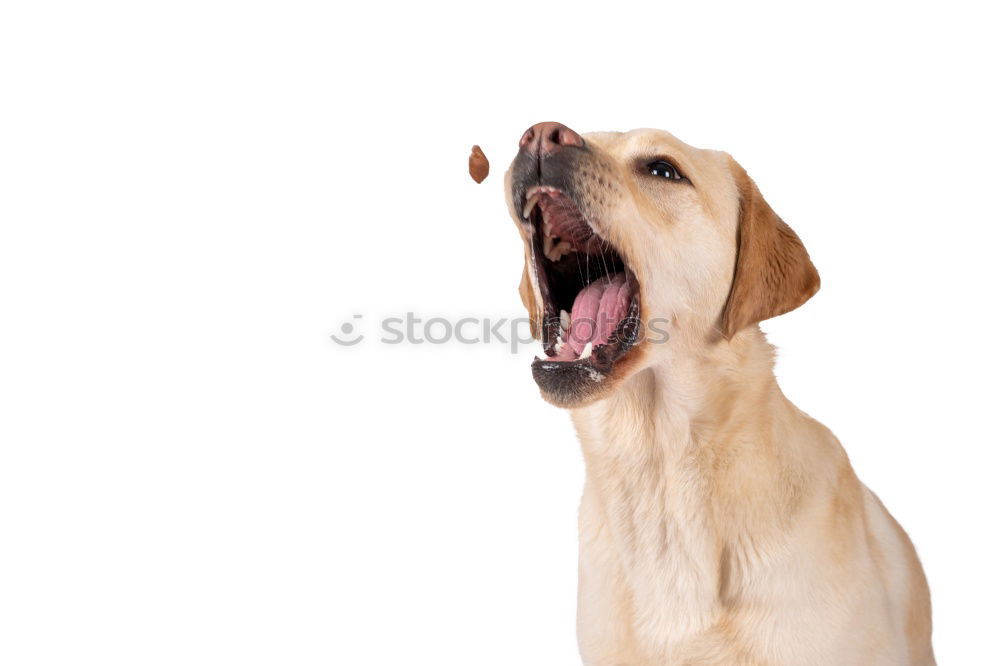 Similar – Jack Russel Terrier Dog Barking with teeth showing