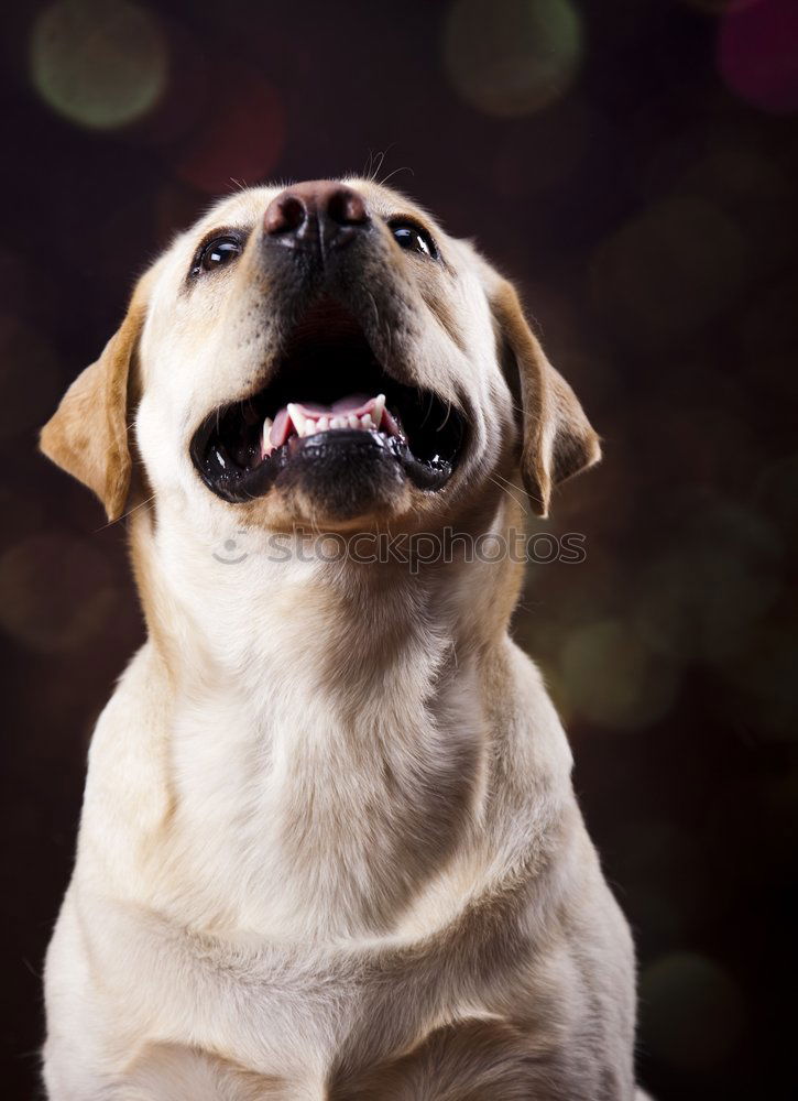 Similar – Yellow Labrador retriever before cherry blossoms