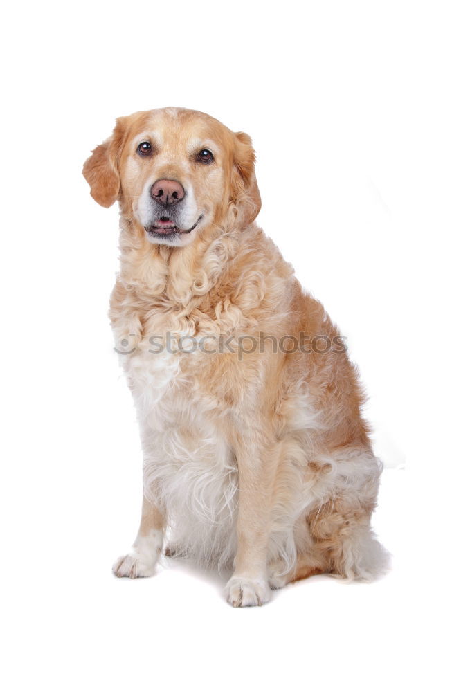 Similar – Image, Stock Photo hmm spring Dog Labrador