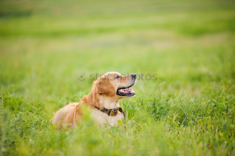 Similar – Image, Stock Photo puppy in long grass Animal