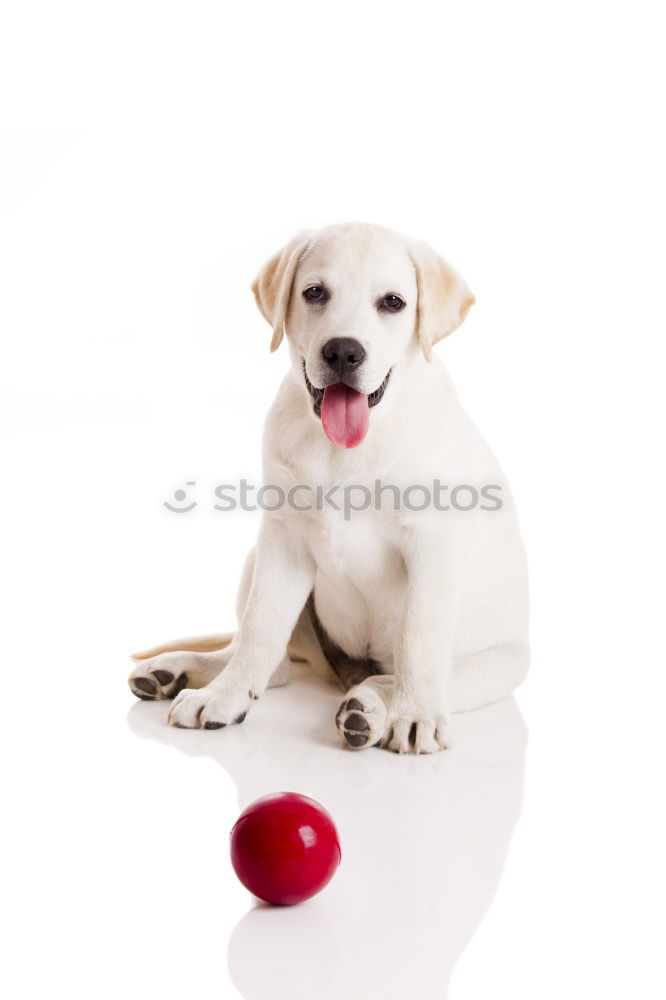 portrait of a cute dog sitting on bed with a red heart.