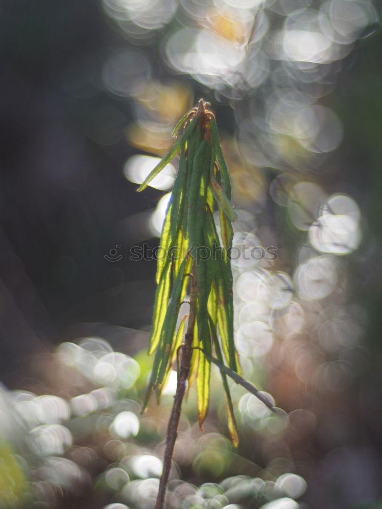 Similar – Image, Stock Photo meadow Meadow Spring