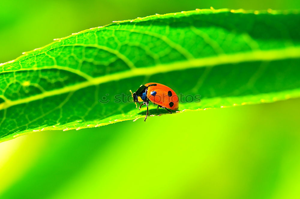 ladybird Ladybird Leaf Red