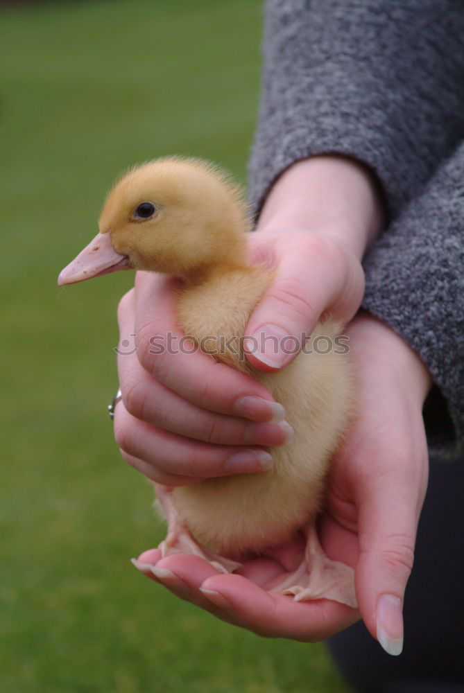 Similar – Image, Stock Photo Duckling in the hands of a girl