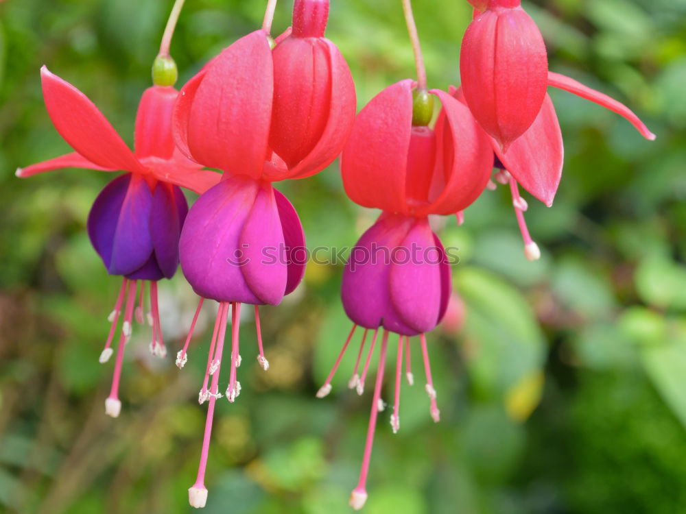 Similar – Foto Bild tränendens herz Blüte