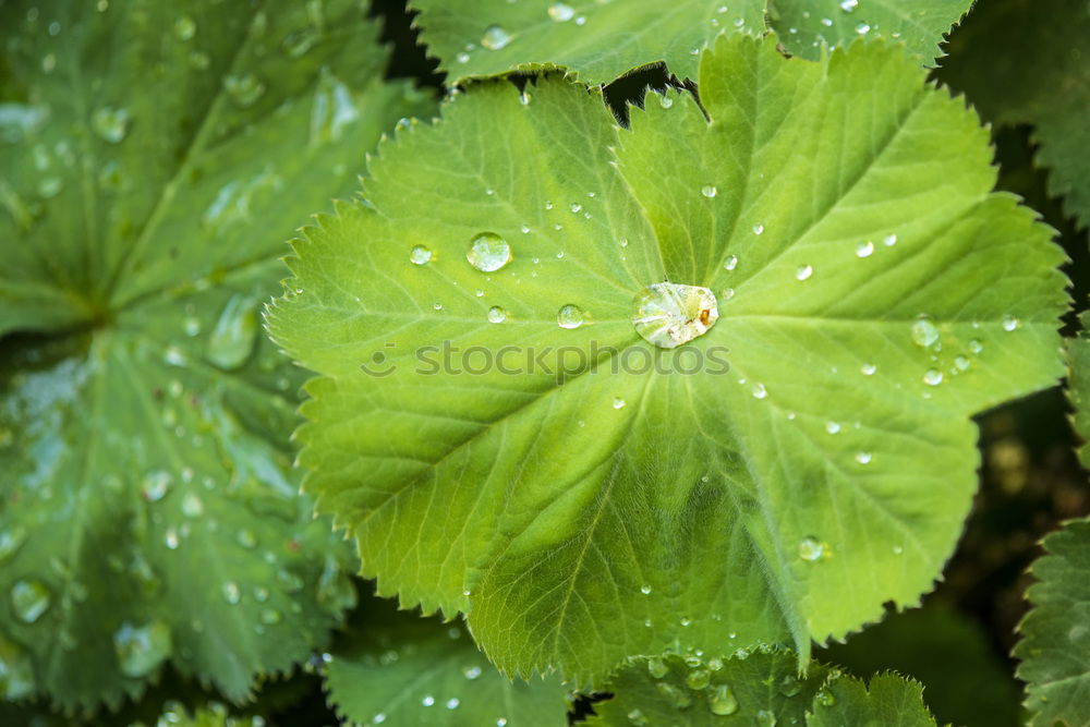 Similar – Water drop in the nature