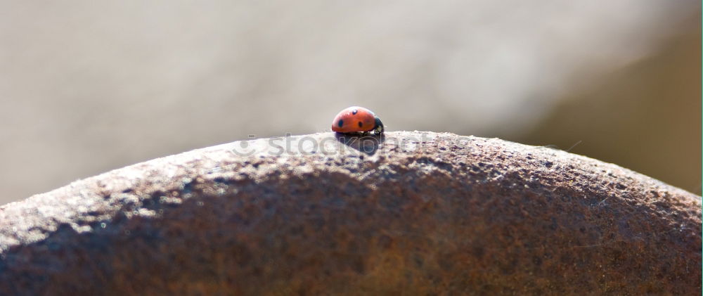 Similar – Foto Bild Zeckenalarm Holzbock