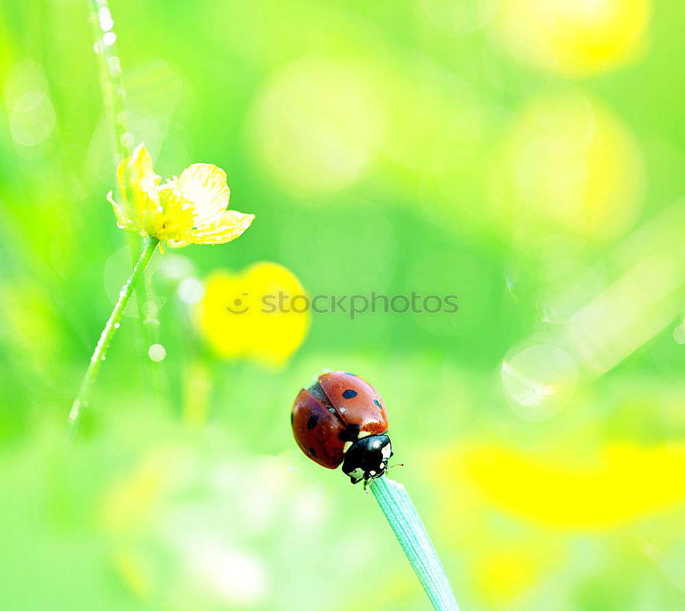 Image, Stock Photo Rain Beetle III Animal