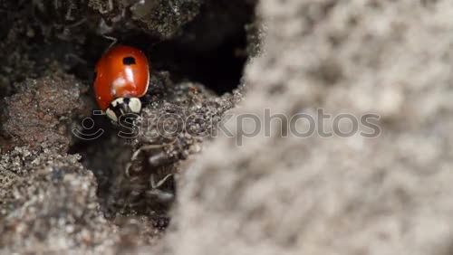 Similar – red bug sits on wall