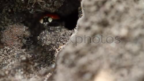 Similar – red bug sits on wall