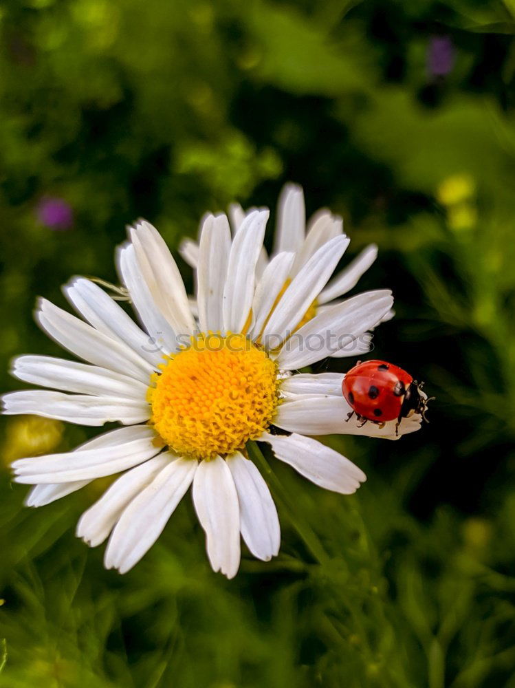 Similar – Image, Stock Photo straw flowers Nature Plant