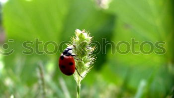 Similar – Coccinella hieroglyphica