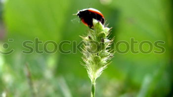 Similar – Image, Stock Photo Rain beetle I Plant Animal