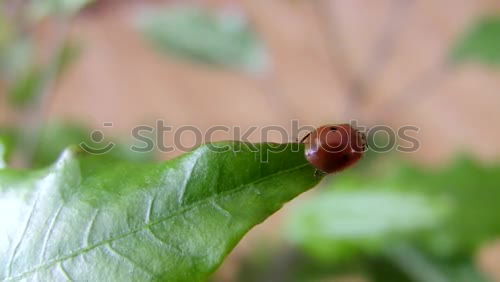 Similar – geeicht Natur Blatt Frucht