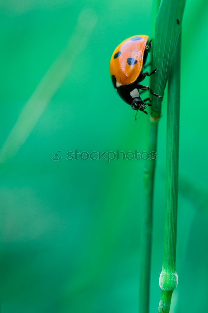 Image, Stock Photo ladybugs Grass Beetle 1