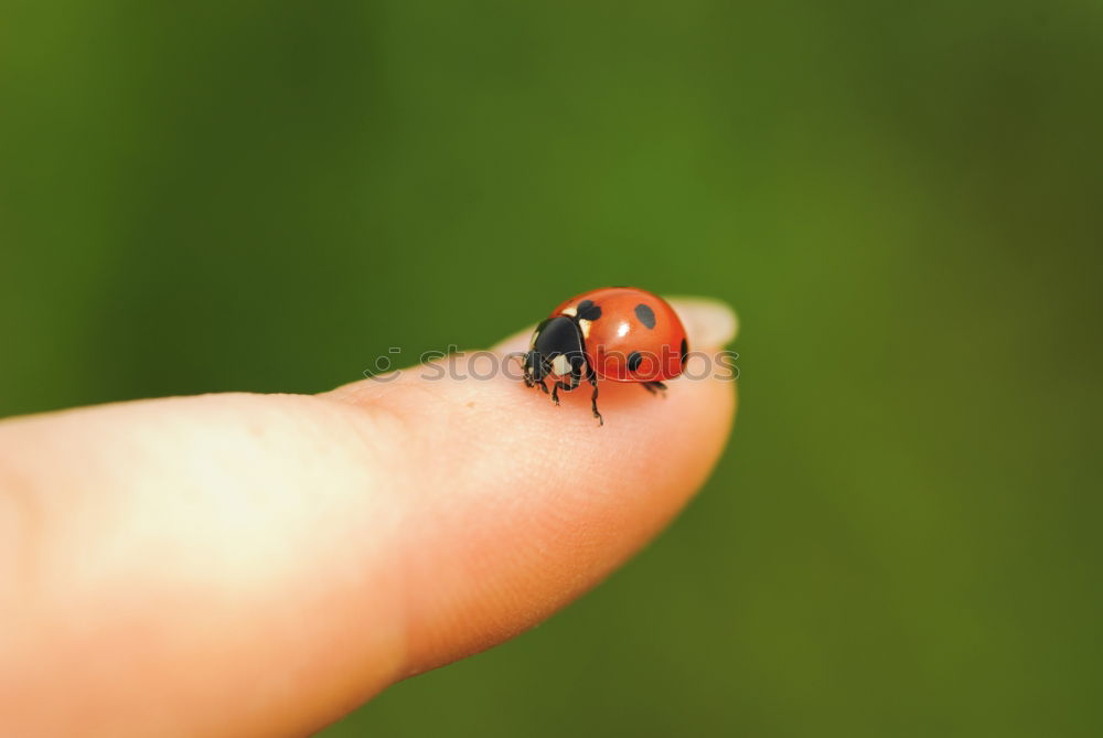 Similar – Gelber Marienkäfer mit schwarzen Punkten auf einfachem braunem Untergrund.