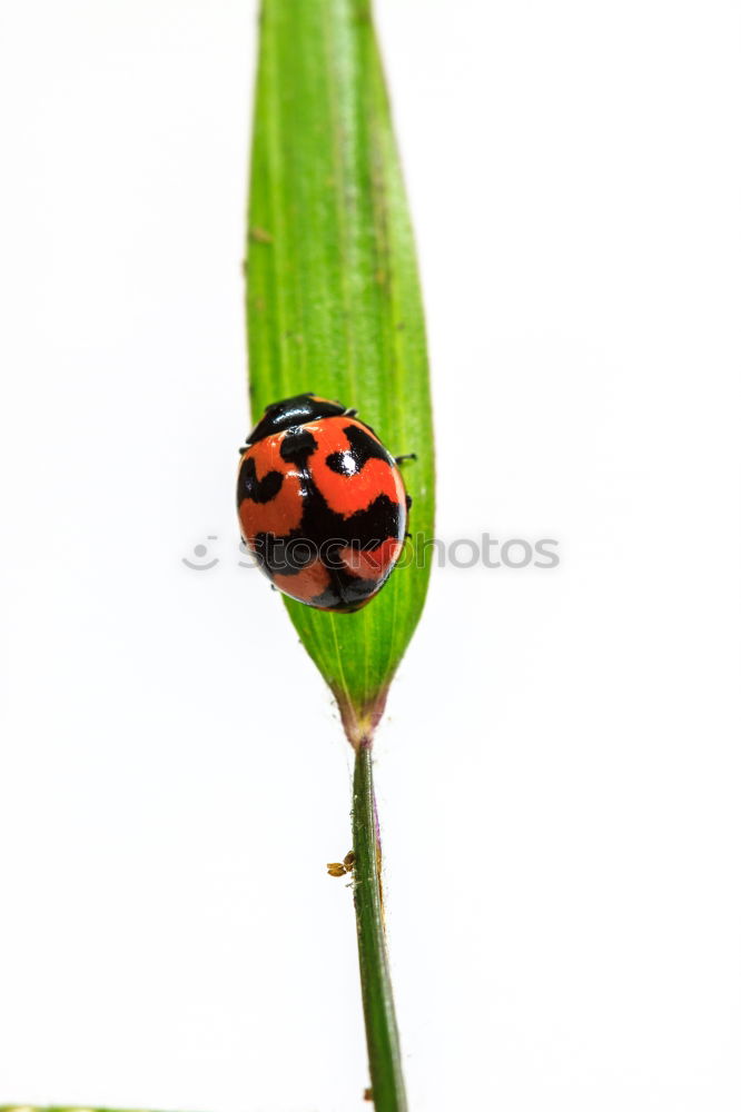 Similar – Ladybug love