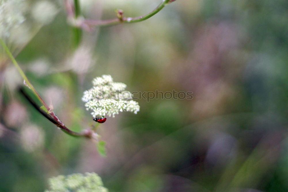 Similar – Image, Stock Photo hover on clouds Spring