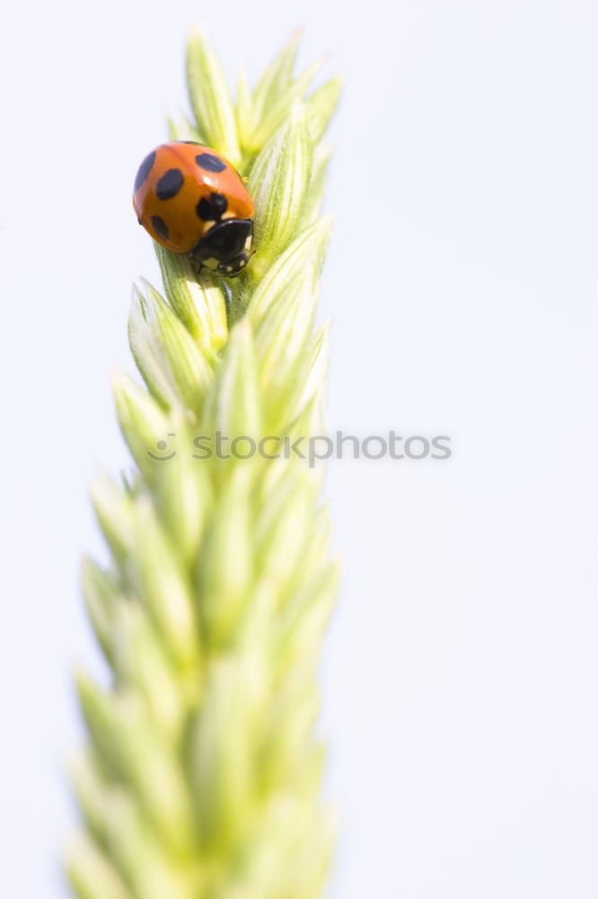 Similar – Image, Stock Photo whooshhh Nature Plant