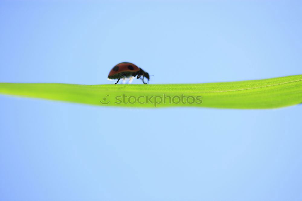 Similar – Image, Stock Photo dragonfly Dragonfly Insect