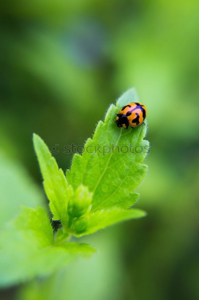 Similar – Image, Stock Photo ladybugs Ladybird Insect