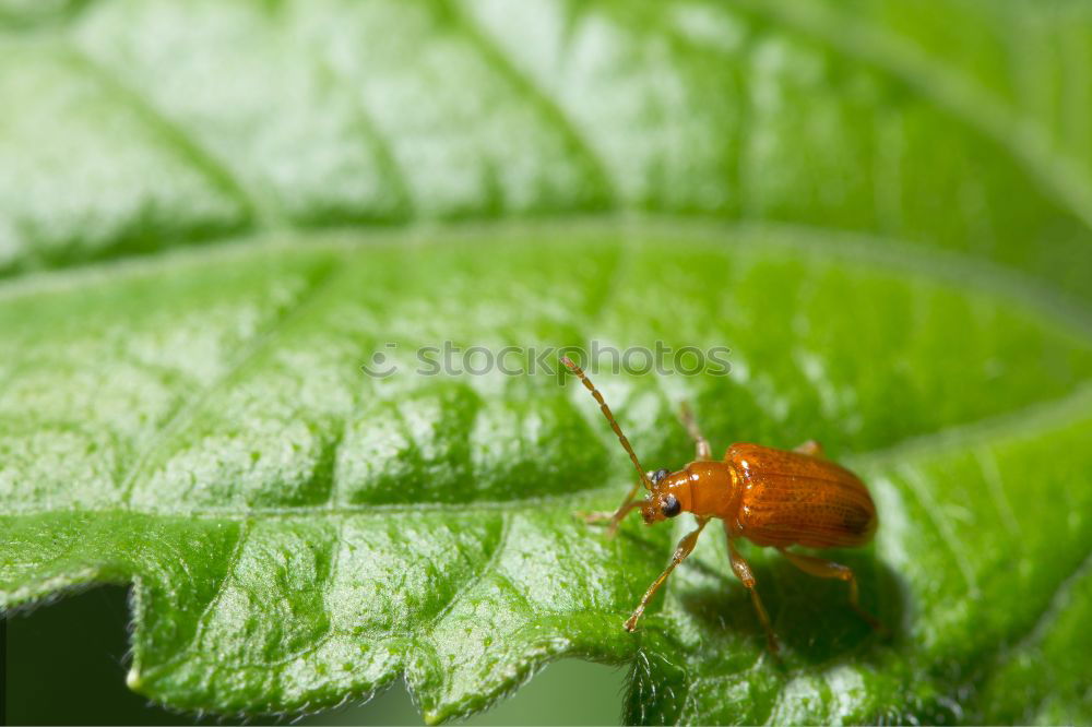 Similar – Leather bug, nymph on leaf