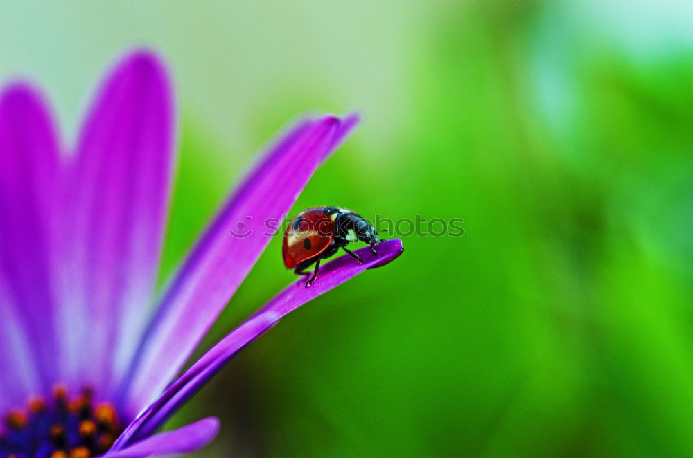 Similar – Ladybird on a blue flower