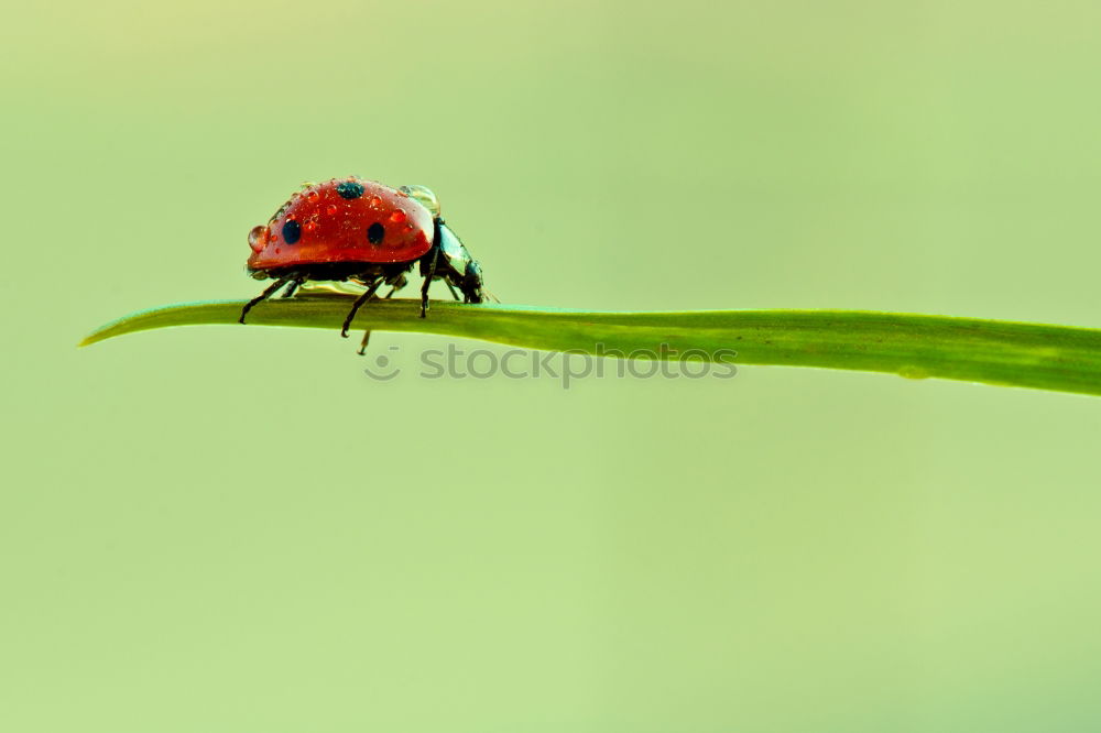 Similar – Hold on tight Ladybird