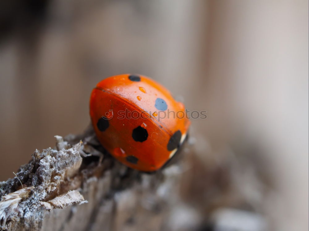 Similar – ladybird shortly before departure