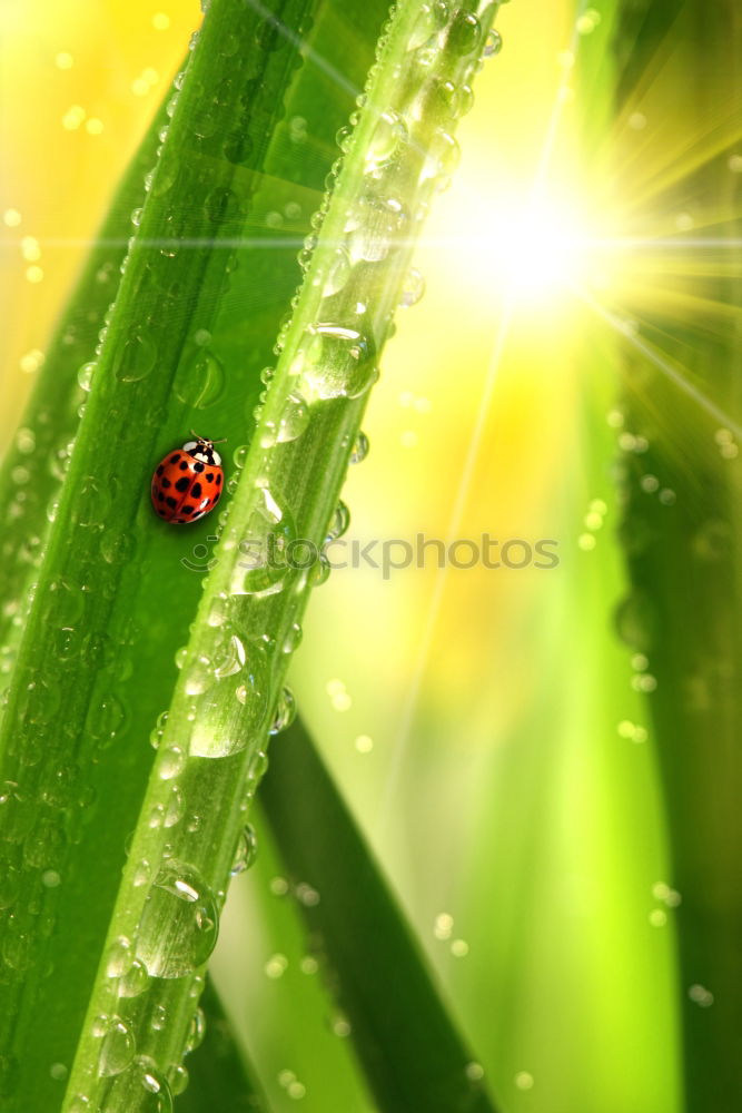 Similar – Ladybird *2 Happy Success