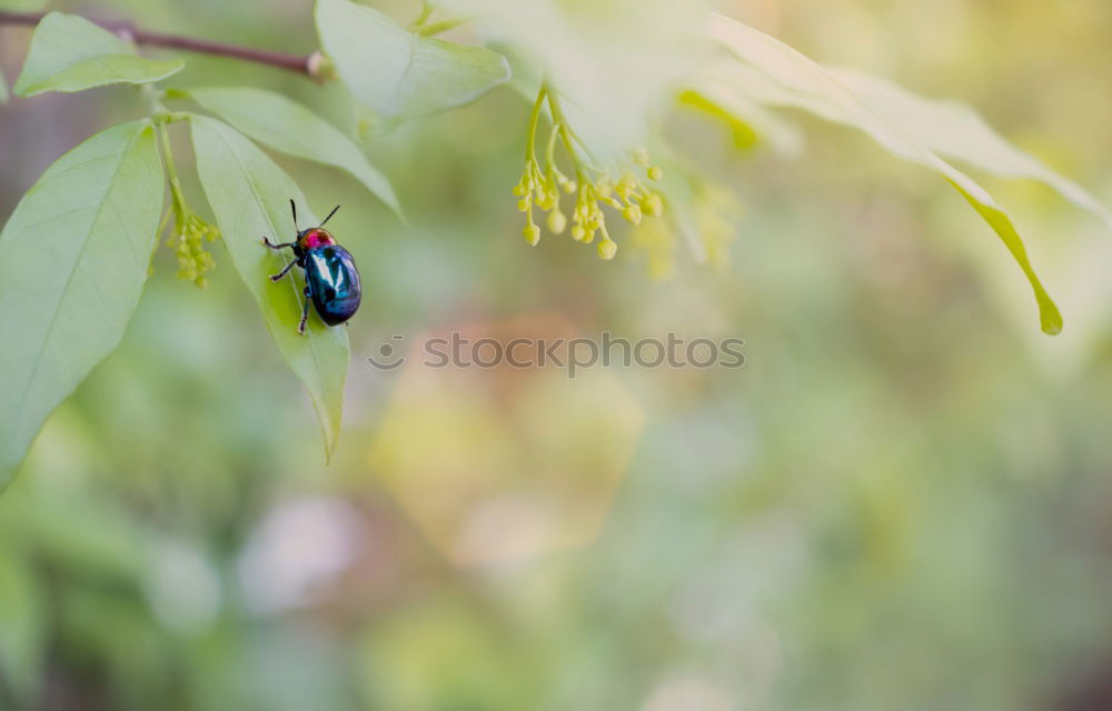 Similar – Fly, Beetle, fly Animal