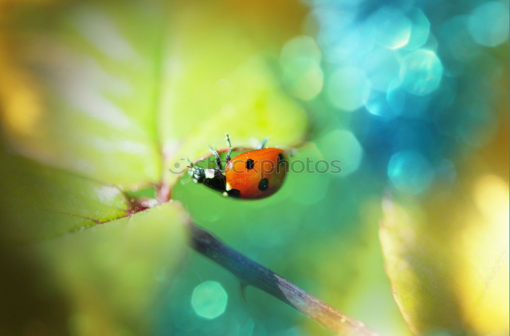 Similar – Image, Stock Photo ladybugs Ladybird Insect