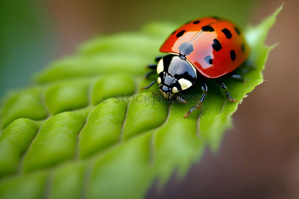 Similar – Coccinella hieroglyphica